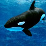 シャチ